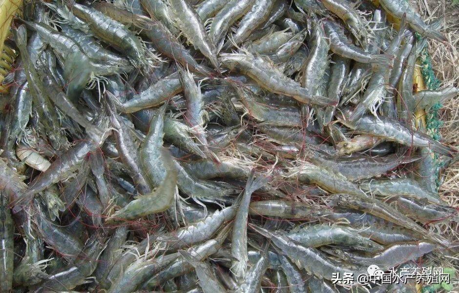 南美对虾价格背后的励志故事，蜕变与自信梦想的追求之路（最新价格更新）
